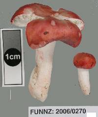 Image of Macowanites carmineus