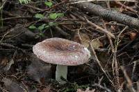 Russula atroviridis image