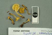 Hygrocybe cerinolutea image