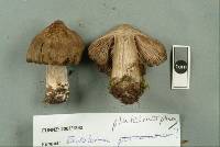 Entoloma pluteimorphum image