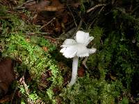 Hygrocybe mavis image