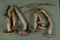 Cortinarius salor image