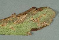 Coleosporium tussilaginis image