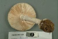 Amanita australis image