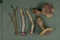 Cortinarius salor image