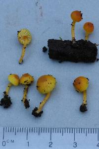 Gliophorus luteoglutinosus image