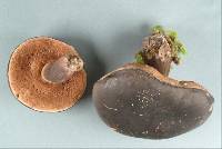 Tylopilus formosus image