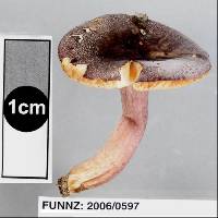 Russula roseostipitata image