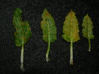 Puccinia kirkii image