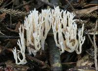 Ramaria gracilis image