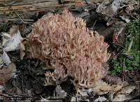 Ramaria rubripermanens image