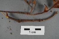 Image of Flagelloscypha tongariro