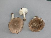 Amanita nehuta image