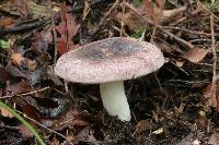 Russula atroviridis image