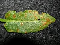 Puccinia kirkii image