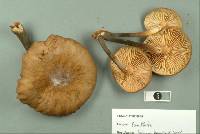 Armillaria novae-zelandiae image