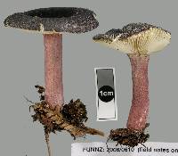 Russula atrovirens image