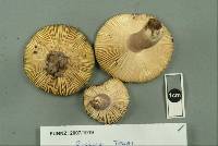 Russula tawai image