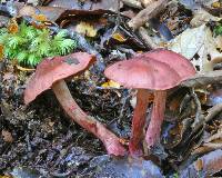 Dermocybe cardinalis image