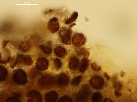 Scleroderma flavidum f. macrosporum image