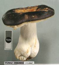 Russula umerensis image