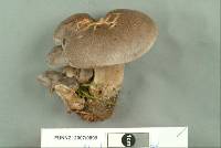 Rhodocybe pallidogrisea image