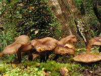 Armillaria novae-zelandiae image