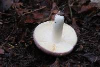 Russula atroviridis image