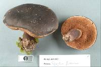 Tylopilus formosus image