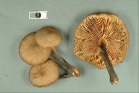 Armillaria novae-zelandiae image