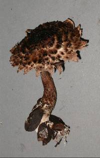 Lepiota pseudolilacea image