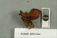 Coltricia cinnamomea image
