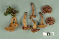 Hygrocybe lilaceolamellata image