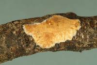 Phlebia radiata image
