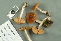 Cortinarius castaneodiscus image