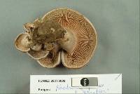 Rhodocybe pallidogrisea image