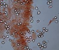 Entoloma gasteromycetoides image