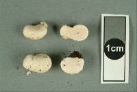 Gymnomyces fuscus image