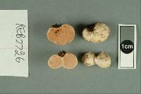 Gymnomyces fuscus image