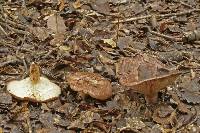 Lactarius tawai image