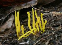 Image of Clavulinopsis spiralis