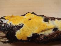 Meruliopsis miniata image