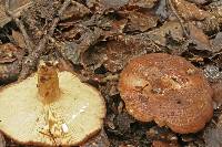 Lactarius tawai image