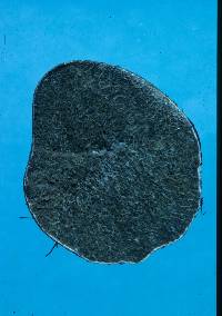 Rhizopogon luteolus image