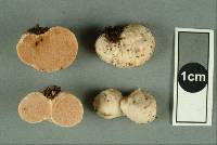 Gymnomyces fuscus image