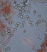 Entoloma gasteromycetoides image