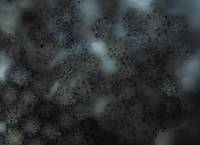 Gymnomyces fuscus image