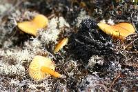 Hygrocybe cavipes image