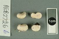 Gymnomyces fuscus image