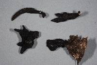 Xylaria castorea image